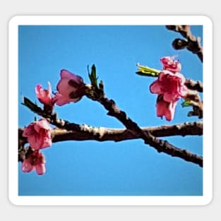 Peach Blossoms Sticker